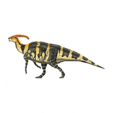 Parasaurolophus X-Ray 3D Collectible Dinosaur Card  - Permia