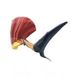 Tupandactylus X-Ray 3D Collectible Pterosaur Card - Permia