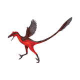 Bambiraptor X-Ray 3D Collectible Dinosaur Card  - Permia