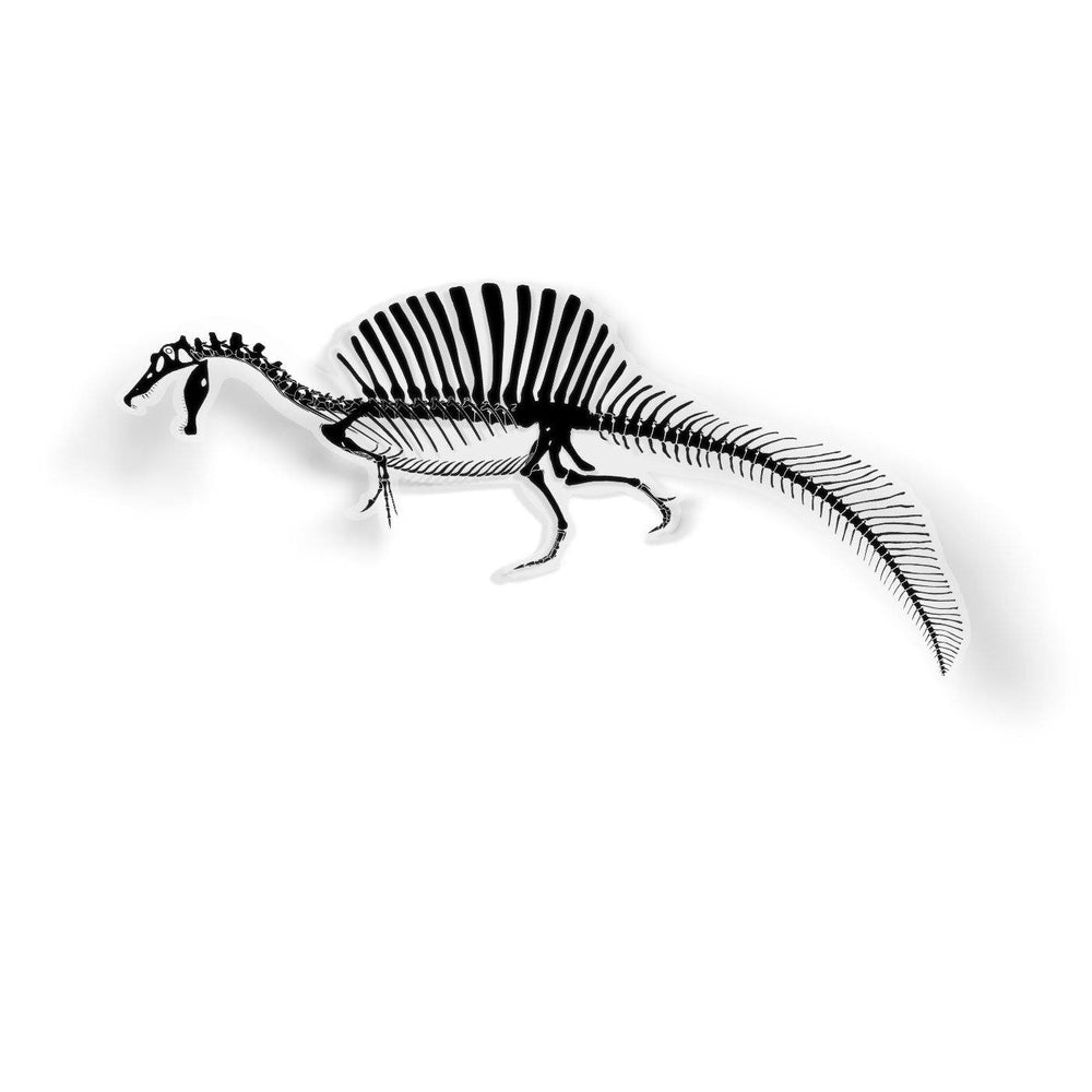 Spinosaurus Fossil Dinosaur Sticker  - Permia